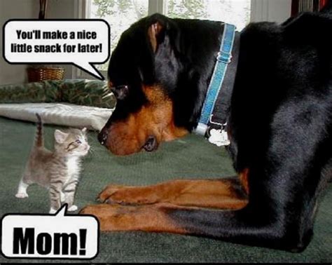 10 Hilarious Memes Of The Relationship Between Cats And Dogs