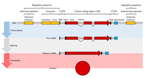 Difference Between Gene and Cistron - Pediaa.Com