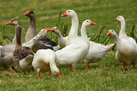 What Is The Difference Between A Duck And A Goose? — Farm & Animals