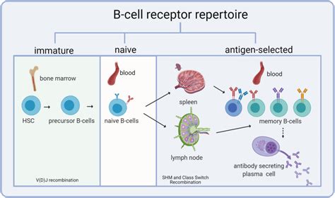 Fig. 2, [Overview of the B-cell receptor...]. - Immunogenetics - NCBI ...