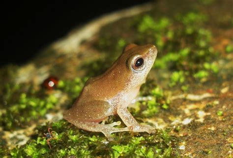 Photography & Me: Tiny Tree Frog 2