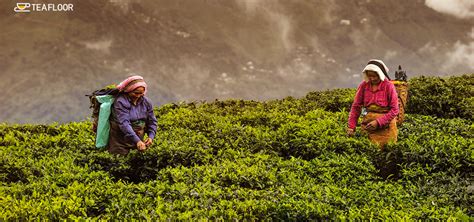 How to Brew the Perfect Cup of Darjeeling Tea