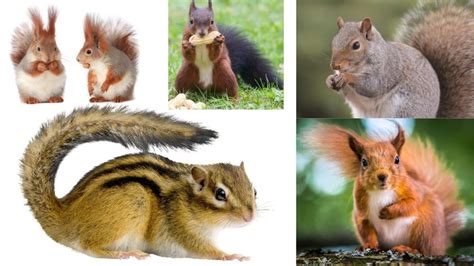 20 Most Common Squirrels Species