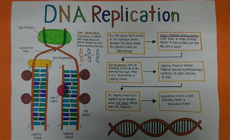 Dna Concept Map