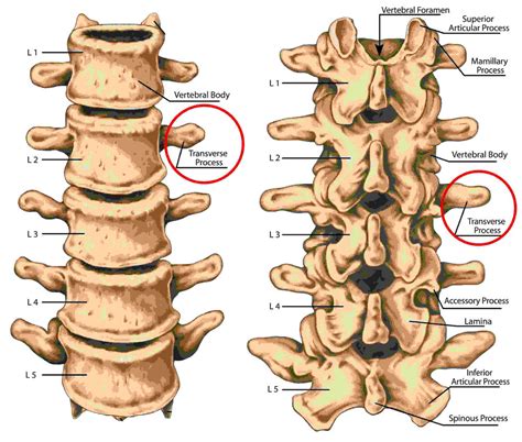 What Is A Lumbar Spine Fracture - Design Talk