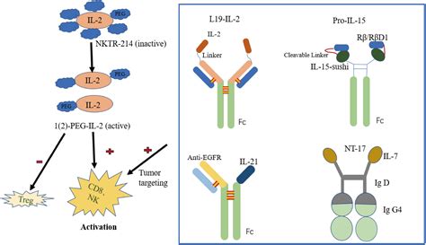 Frontiers | The application of Interleukin-2 family cytokines in tumor ...