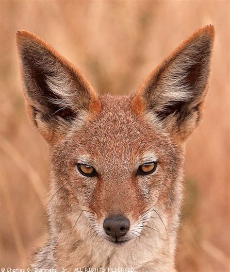 Watch Out for the Black-backed Jackal | Featured Creature