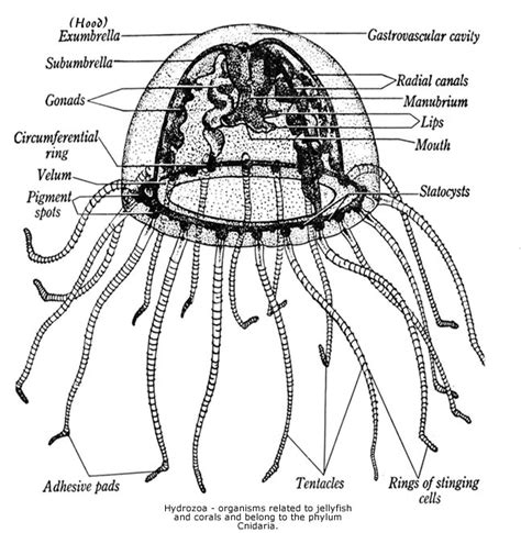 Hydrozoan Anatomy - Diagrams Of Hydrozoan Jellyfish