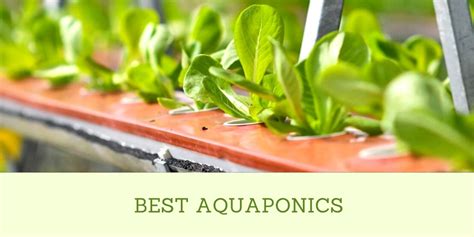 Best Aquaponics - HydroponicsDaily