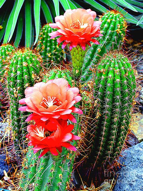 Cactus Blooming Arizona Desert Photograph by Merton Allen | Pixels