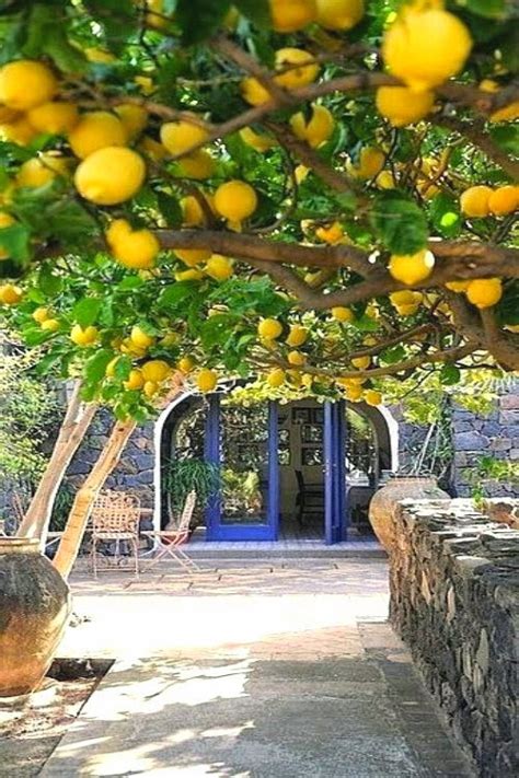 Ideas About How to Grow a Lemon Tree, Care and Tips - Everything About ...