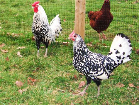 Silver Spangled Hamburg - Rosie's Rare Breed Poultry