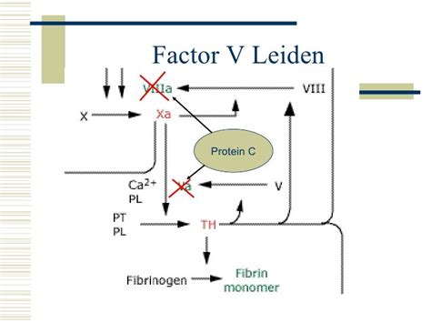 Cp Rounds Factor V Leiden & Pregnancy