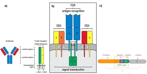 2: The TCR structure, comparison and the CD3 complex: In this picture ...