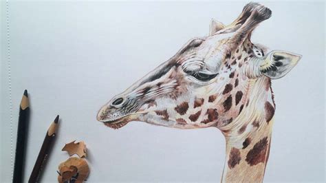 Giraffe Face Drawing in Color Pencils | Animal Drawing | Color Pencil ...