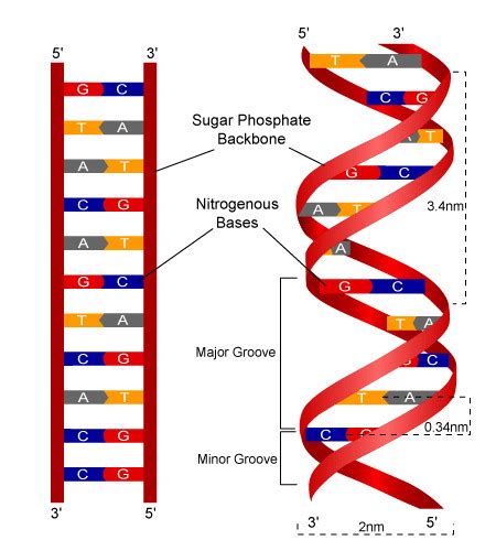 Phosphate Dna Model