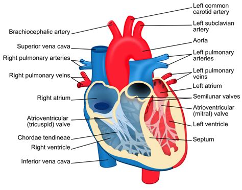 File:Heart diagram-en.svg - Wikipedia