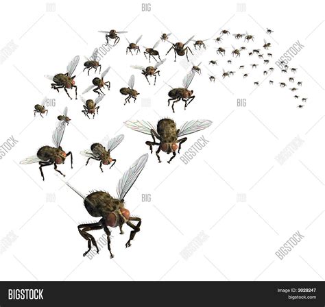 Swarm Flies Image & Photo (Free Trial) | Bigstock