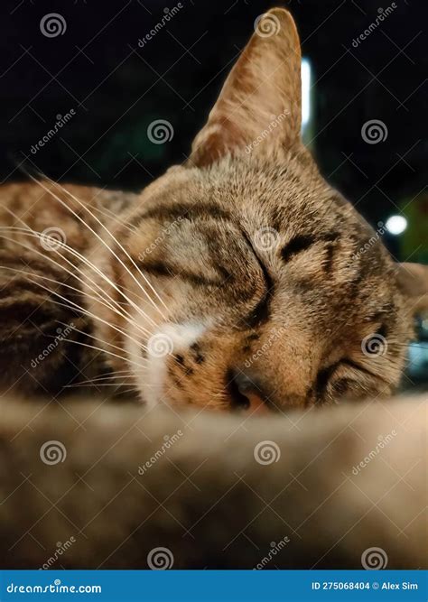 Sleeping cat on the table stock photo. Image of nose - 275068404