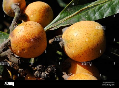 Loquat tree fruit Stock Photo - Alamy