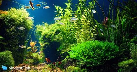 11 Best & Easiest Freshwater Aquarium Plants for Beginners (2021)