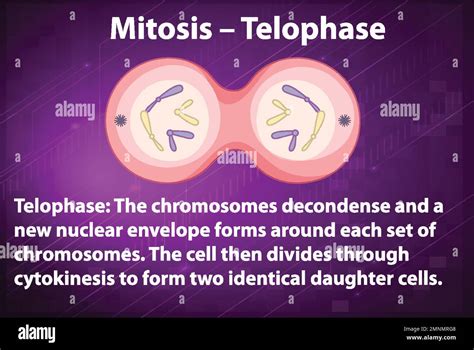 Process of mitosis telophase with explanations illustration Stock ...