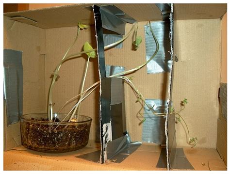 Do Plants Grow Towards Light: Biology Science Fair Project