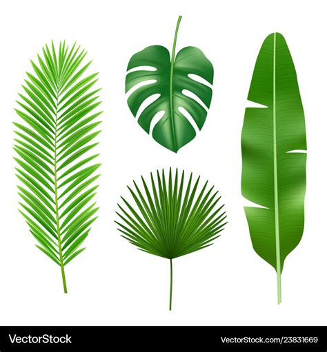 Tropical leaves jungle green plant nature Vector Image