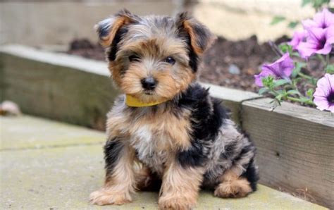 Yorkie Mix Puppies for Sale - Keystone Puppies