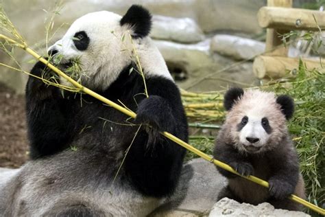 Gallery: French-Born Panda Lands in China - Caixin Global