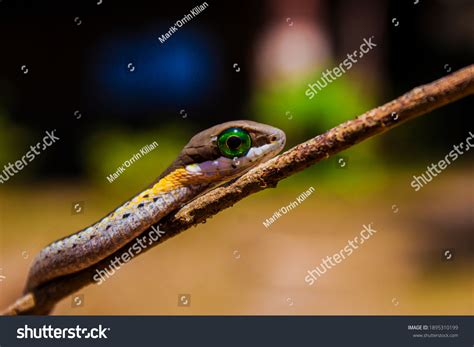 Beautiful Juvenile Boomslang Bulging Green Eyes Stock Photo (Edit Now ...