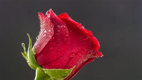 Rose Flower Hd / Flowers Rose Flower Dark Red Rose Green Leaves Rain ...