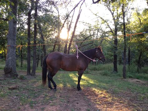 Morian Art: Horse Camping &Trail Riding