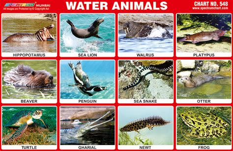 Water Animals Chart