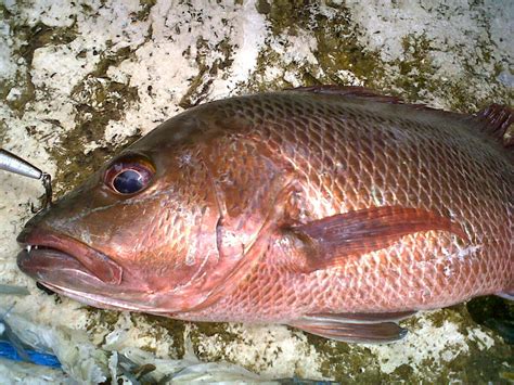 How To Fillet A Mangrove Snapper - Recipes.net