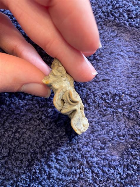 Camel tooth? - Fossil ID - The Fossil Forum