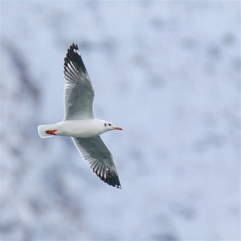 Birds of Gilgit-Baltistan - Brown-headed Gull