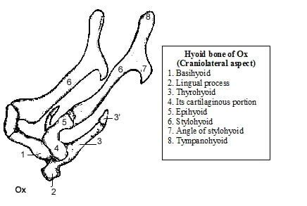 Hyoid bone of Domestic animals | Veterinary Anatomy | vetscraft