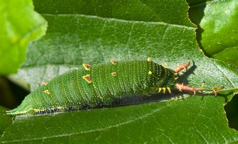 Great Purple Emperor Caterpillar On Leaf, Sasakia charonda… | Flickr