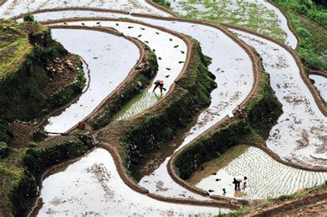 Millions of Chinese farmers reap benefits of huge crop experiment