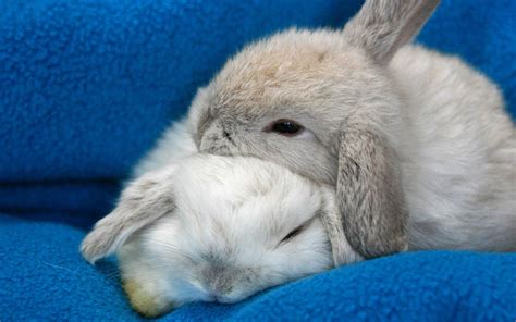 Rabbits Hugging | Blue deskto phd wallpaper with two rabbits sleeping ...