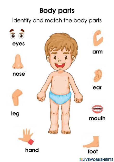 Boday parts worksheet | Body parts preschool, Body parts preschool ...