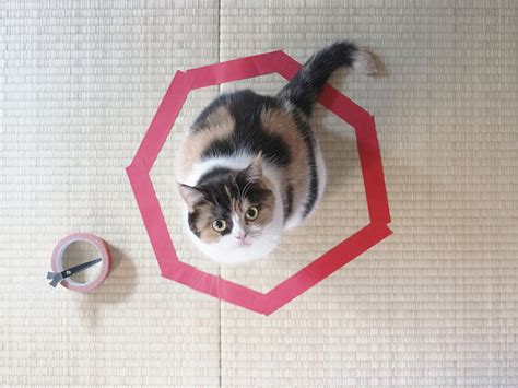 Cat Circles, The Amazing Phenomenon in Which a Cat Will Always Sit ...