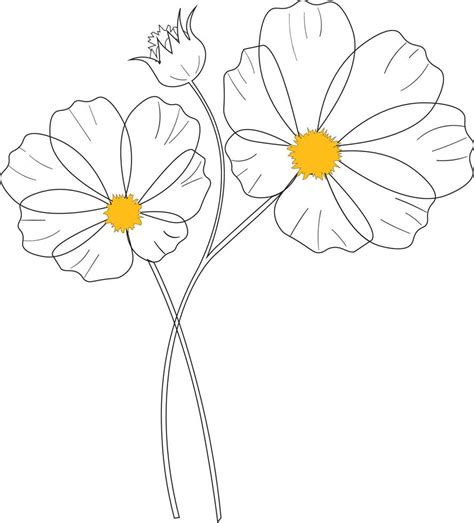 Vector set with outline Cosmos or Cosmea flower bunch, ornate leaf, and ...