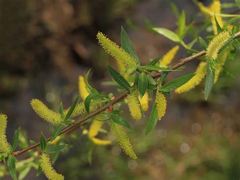 Salix nigra (Black Willow): Minnesota Wildflowers