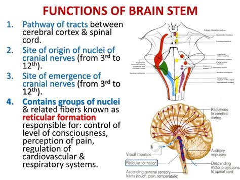 Different parts of brain stem function - batmanfile