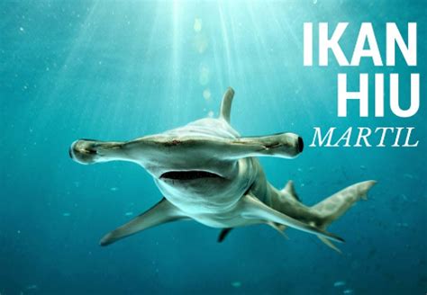 Klasifikasi Dan Jenis Ikan Hiu Martil | IKAN DAN LAUT