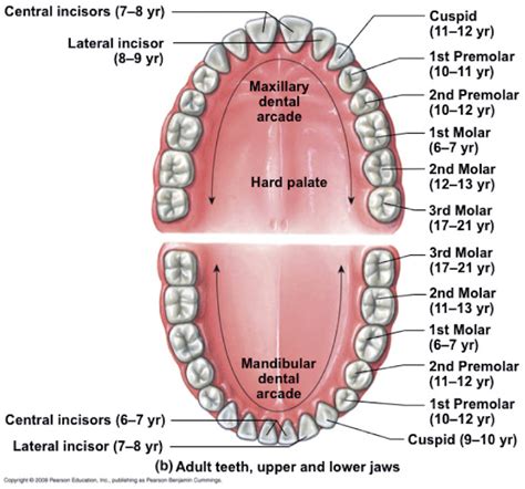 Mouth Teeth Name In Human - Health Images Reference