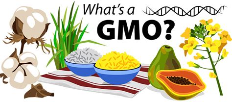 GMOs - Transgenic Crops | Ask A Biologist