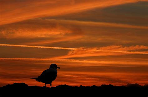 Seagull Beach Sunset Atlantic free image download